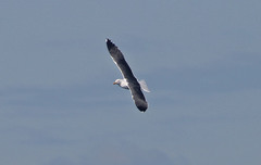 Larus fuscus