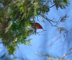 Myzomela sanguinolenta
