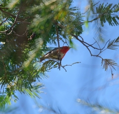 Myzomela sanguinolenta