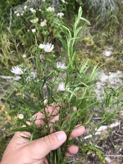 Symphyotrichum robynsianum