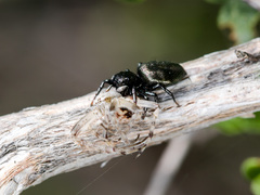 Heliophanus chovdensis