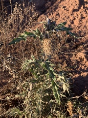 Cirsium ochrocentrum