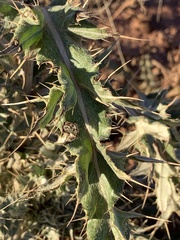Cirsium ochrocentrum