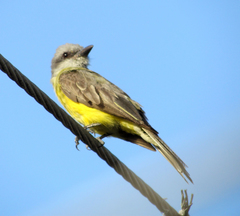 Tyrannus melancholicus