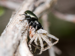 Heliophanus chovdensis