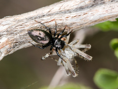Heliophanus chovdensis