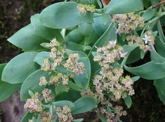 Hylotelephium telephioides