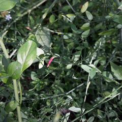 Dicliptera sexangularis