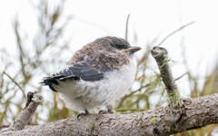 Artamus leucorynchus