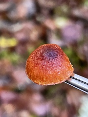Phaeomarasmius