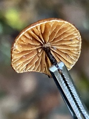 Phaeomarasmius