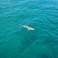 Carcharhinus melanopterus