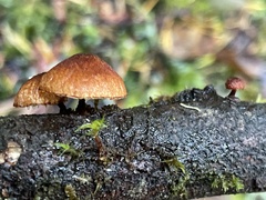 Phaeomarasmius