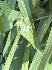 Persicaria biconvexa