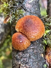 Phaeomarasmius