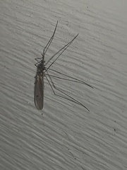Trichocera annulata