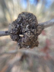 Callirhytis quercuscornigera