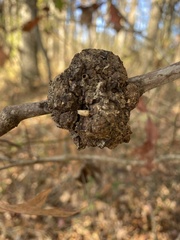 Callirhytis quercuscornigera