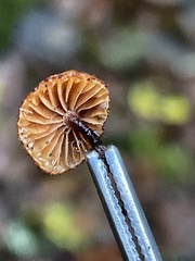 Phaeomarasmius