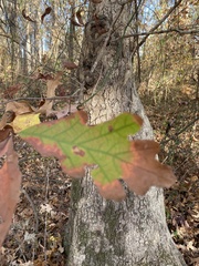 Callirhytis quercuscornigera