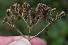 Glossocarya hemiderma