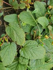 Hermannia transvaalensis