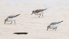 Calidris ruficollis