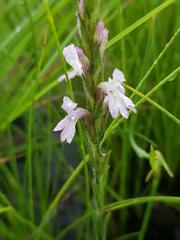 Striga bilabiata bilabiata