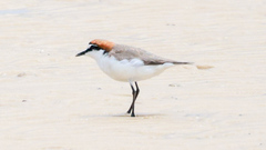 Charadrius ruficapillus