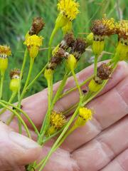 Senecio othonniflorus