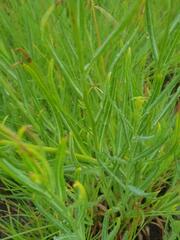 Senecio othonniflorus