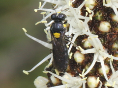 Colletidae