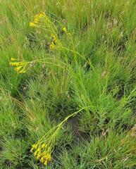 Senecio othonniflorus