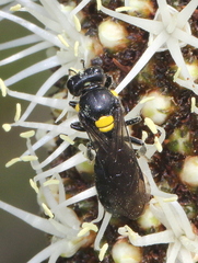 Colletidae