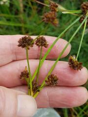 Juncus dregeanus dregeanus