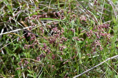 Gonocarpus tetragynus