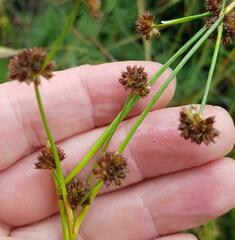 Juncus dregeanus dregeanus