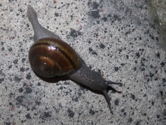 Helminthoglypta
