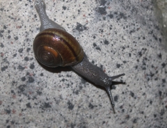Helminthoglypta