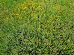Helichrysum aureonitens