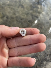 Planorbella trivolvis