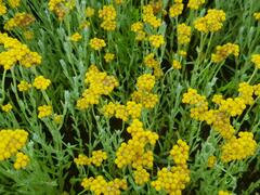 Helichrysum aureonitens