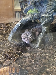 Eublepharis macularius