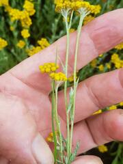Helichrysum aureonitens