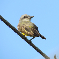 Tyrannus melancholicus