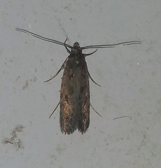 Hofmannophila pseudospretella