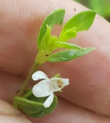 Justicia anagalloides