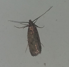 Hofmannophila pseudospretella