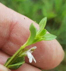 Justicia anagalloides