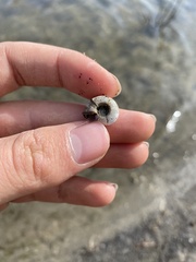 Planorbella trivolvis